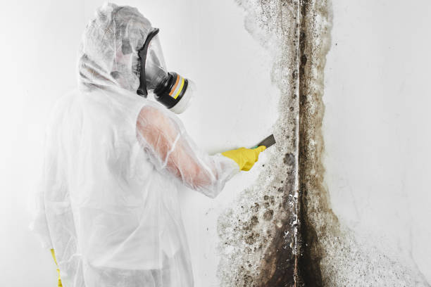 Best Attic Mold Removal  in Munfordville, KY