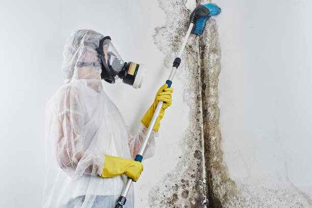 Best Local Mold Removal Service  in Munfordville, KY