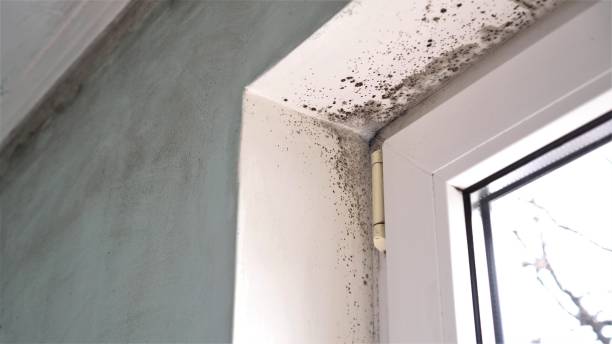 Best Certified Mold Removal  in Munfordville, KY