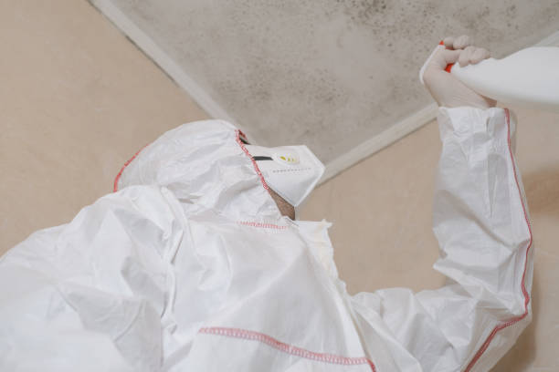 Best Mold Removal Near Me  in Munfordville, KY