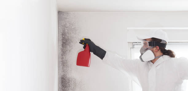 Best Certified Mold Removal  in Munfordville, KY