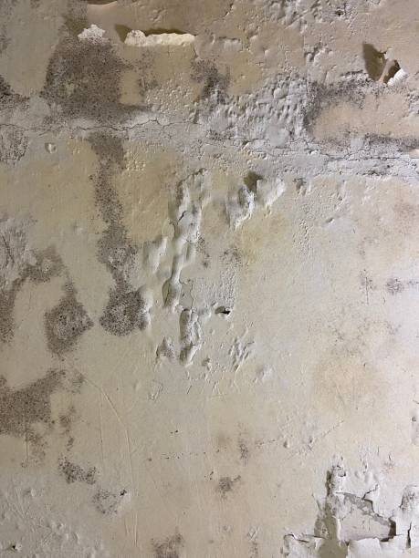 Best Home Mold Removal  in Munfordville, KY