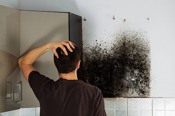 Best Professional Mold Removal  in Munfordville, KY